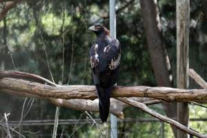 Captive eagle - Captured at Gorge Wildlife Park, Cudlee Creek SA Australia.