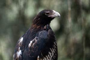 Captive eagle - Captured at Gorge Wildlife Park, Cudlee Creek SA Australia.
