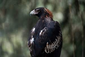 Captive eagle - Captured at Gorge Wildlife Park, Cudlee Creek SA Australia.