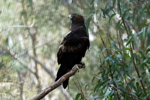 Captive eagle - Captured at Gorge Wildlife Park, Cudlee Creek SA Australia.