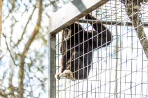 Gibbon clings to bars of cage - Captured at Gorge Wildlife Park, Cudlee Creek SA Australia.