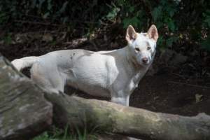 Dingo enclosure - Captured at Gorge Wildlife Park, Cudlee Creek SA Australia.