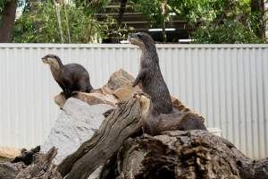 Otter stands on log - Captured at Gorge Wildlife Park, Cudlee Creek SA Australia.