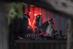 Lemur enclosure - Captured at Gorge Wildlife Park, Cudlee Creek SA Australia.