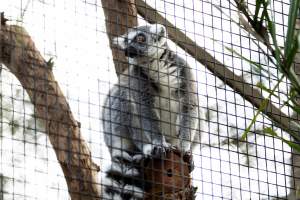 Lemur enclosure - Captured at Gorge Wildlife Park, Cudlee Creek SA Australia.