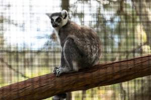 Lemur enclosure - Captured at Gorge Wildlife Park, Cudlee Creek SA Australia.