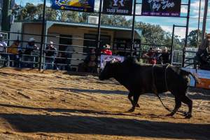 Bucking Bulls Australia Event - Bucking Bulls Australia event, run by Yass Rodeo. Activities such as Bull Riding and Trick Horse Riding occurred during this event. - Captured at Yass Show Society - Rodeo Arena, Yass NSW Australia.