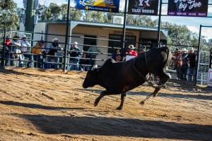 Bucking Bulls Australia Event - Bucking Bulls Australia event, run by Yass Rodeo. Activities such as Bull Riding and Trick Horse Riding occurred during this event. - Captured at Yass Show Society - Rodeo Arena, Yass NSW Australia.