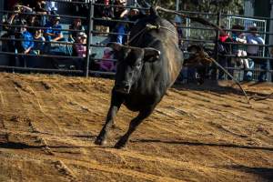 Bucking Bulls Australia Event - Bucking Bulls Australia event, run by Yass Rodeo. Activities such as Bull Riding and Trick Horse Riding occurred during this event. - Captured at Yass Show Society - Rodeo Arena, Yass NSW Australia.