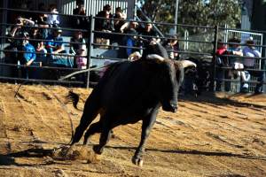 Bucking Bulls Australia Event - Bucking Bulls Australia event, run by Yass Rodeo. Activities such as Bull Riding and Trick Horse Riding occurred during this event. - Captured at Yass Show Society - Rodeo Arena, Yass NSW Australia.
