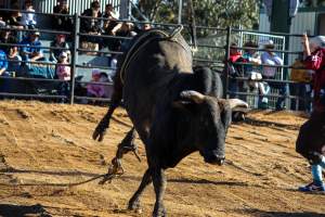 Bucking Bulls Australia Event - Bucking Bulls Australia event, run by Yass Rodeo. Activities such as Bull Riding and Trick Horse Riding occurred during this event. - Captured at Yass Show Society - Rodeo Arena, Yass NSW Australia.