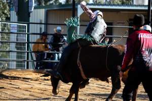 Bucking Bulls Australia Event - Bucking Bulls Australia event, run by Yass Rodeo. Activities such as Bull Riding and Trick Horse Riding occurred during this event. - Captured at Yass Show Society - Rodeo Arena, Yass NSW Australia.
