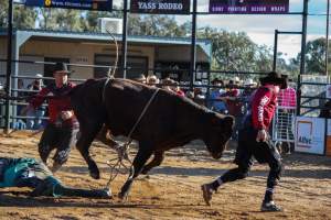 Bucking Bulls Australia Event - Bucking Bulls Australia event, run by Yass Rodeo. Activities such as Bull Riding and Trick Horse Riding occurred during this event. - Captured at Yass Show Society - Rodeo Arena, Yass NSW Australia.