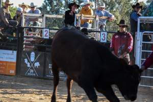 Bucking Bulls Australia Event - Bucking Bulls Australia event, run by Yass Rodeo. Activities such as Bull Riding and Trick Horse Riding occurred during this event. - Captured at Yass Show Society - Rodeo Arena, Yass NSW Australia.