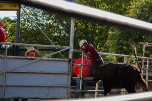 Bucking Bulls Australia Event - Bucking Bulls Australia event, run by Yass Rodeo. Activities such as Bull Riding and Trick Horse Riding occurred during this event. - Captured at Yass Show Society - Rodeo Arena, Yass NSW Australia.