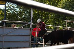 Bucking Bulls Australia Event - Bucking Bulls Australia event, run by Yass Rodeo. Activities such as Bull Riding and Trick Horse Riding occurred during this event. - Captured at Yass Show Society - Rodeo Arena, Yass NSW Australia.