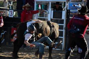 Bucking Bulls Australia Event - Bucking Bulls Australia event, run by Yass Rodeo. Activities such as Bull Riding and Trick Horse Riding occurred during this event. - Captured at Yass Show Society - Rodeo Arena, Yass NSW Australia.