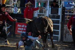 Bucking Bulls Australia Event - Bucking Bulls Australia event, run by Yass Rodeo. Activities such as Bull Riding and Trick Horse Riding occurred during this event. - Captured at Yass Show Society - Rodeo Arena, Yass NSW Australia.