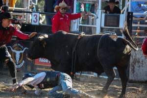 Bucking Bulls Australia Event - Bucking Bulls Australia event, run by Yass Rodeo. Activities such as Bull Riding and Trick Horse Riding occurred during this event. - Captured at Yass Show Society - Rodeo Arena, Yass NSW Australia.