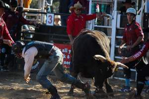 Bucking Bulls Australia Event - Bucking Bulls Australia event, run by Yass Rodeo. Activities such as Bull Riding and Trick Horse Riding occurred during this event. - Captured at Yass Show Society - Rodeo Arena, Yass NSW Australia.