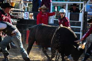 Bucking Bulls Australia Event - Bucking Bulls Australia event, run by Yass Rodeo. Activities such as Bull Riding and Trick Horse Riding occurred during this event. - Captured at Yass Show Society - Rodeo Arena, Yass NSW Australia.
