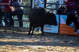Bucking Bulls Australia Event - Bucking Bulls Australia event, run by Yass Rodeo. Activities such as Bull Riding and Trick Horse Riding occurred during this event. - Captured at Yass Show Society - Rodeo Arena, Yass NSW Australia.