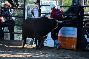 Bucking Bulls Australia Event - Bucking Bulls Australia event, run by Yass Rodeo. Activities such as Bull Riding and Trick Horse Riding occurred during this event. - Captured at Yass Show Society - Rodeo Arena, Yass NSW Australia.