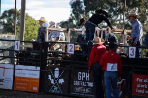 Bucking Bulls Australia Event - Bucking Bulls Australia event, run by Yass Rodeo. Activities such as Bull Riding and Trick Horse Riding occurred during this event. - Captured at Yass Show Society - Rodeo Arena, Yass NSW Australia.