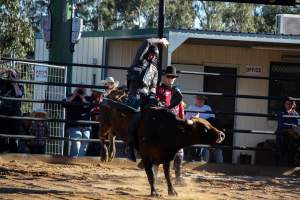Bucking Bulls Australia Event - Bucking Bulls Australia event, run by Yass Rodeo. Activities such as Bull Riding and Trick Horse Riding occurred during this event. - Captured at Yass Show Society - Rodeo Arena, Yass NSW Australia.