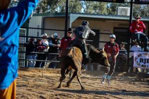 Bucking Bulls Australia Event - Bucking Bulls Australia event, run by Yass Rodeo. Activities such as Bull Riding and Trick Horse Riding occurred during this event. - Captured at Yass Show Society - Rodeo Arena, Yass NSW Australia.