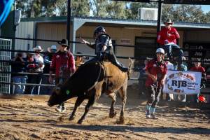 Bucking Bulls Australia Event - Bucking Bulls Australia event, run by Yass Rodeo. Activities such as Bull Riding and Trick Horse Riding occurred during this event. - Captured at Yass Show Society - Rodeo Arena, Yass NSW Australia.