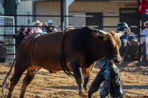 Bucking Bulls Australia Event - Bucking Bulls Australia event, run by Yass Rodeo. Activities such as Bull Riding and Trick Horse Riding occurred during this event. - Captured at Yass Show Society - Rodeo Arena, Yass NSW Australia.