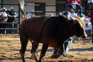 Bucking Bulls Australia Event - Bucking Bulls Australia event, run by Yass Rodeo. Activities such as Bull Riding and Trick Horse Riding occurred during this event. - Captured at Yass Show Society - Rodeo Arena, Yass NSW Australia.
