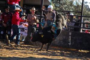 Bucking Bulls Australia Event - Bucking Bulls Australia event, run by Yass Rodeo. Activities such as Bull Riding and Trick Horse Riding occurred during this event. - Captured at Yass Show Society - Rodeo Arena, Yass NSW Australia.