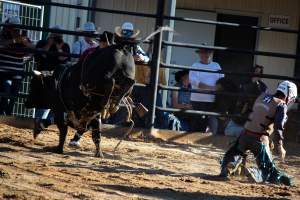 Bucking Bulls Australia Event - Bucking Bulls Australia event, run by Yass Rodeo. Activities such as Bull Riding and Trick Horse Riding occurred during this event. - Captured at Yass Show Society - Rodeo Arena, Yass NSW Australia.