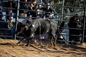 Bucking Bulls Australia Event - Bucking Bulls Australia event, run by Yass Rodeo. Activities such as Bull Riding and Trick Horse Riding occurred during this event. - Captured at Yass Show Society - Rodeo Arena, Yass NSW Australia.