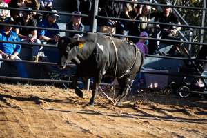Bucking Bulls Australia Event - Bucking Bulls Australia event, run by Yass Rodeo. Activities such as Bull Riding and Trick Horse Riding occurred during this event. - Captured at Yass Show Society - Rodeo Arena, Yass NSW Australia.