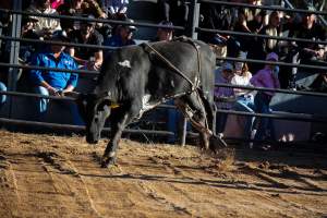 Bucking Bulls Australia Event - Bucking Bulls Australia event, run by Yass Rodeo. Activities such as Bull Riding and Trick Horse Riding occurred during this event. - Captured at Yass Show Society - Rodeo Arena, Yass NSW Australia.