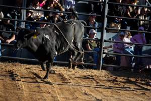 Bucking Bulls Australia Event - Bucking Bulls Australia event, run by Yass Rodeo. Activities such as Bull Riding and Trick Horse Riding occurred during this event. - Captured at Yass Show Society - Rodeo Arena, Yass NSW Australia.