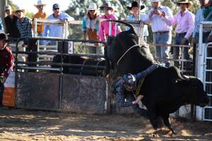Bucking Bulls Australia Event - Bucking Bulls Australia event, run by Yass Rodeo. Activities such as Bull Riding and Trick Horse Riding occurred during this event. - Captured at Yass Show Society - Rodeo Arena, Yass NSW Australia.