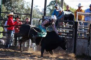 Bucking Bulls Australia Event - Bucking Bulls Australia event, run by Yass Rodeo. Activities such as Bull Riding and Trick Horse Riding occurred during this event. - Captured at Yass Show Society - Rodeo Arena, Yass NSW Australia.