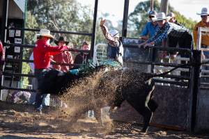 Bucking Bulls Australia Event - Bucking Bulls Australia event, run by Yass Rodeo. Activities such as Bull Riding and Trick Horse Riding occurred during this event. - Captured at Yass Show Society - Rodeo Arena, Yass NSW Australia.