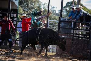 Bucking Bulls Australia Event - Bucking Bulls Australia event, run by Yass Rodeo. Activities such as Bull Riding and Trick Horse Riding occurred during this event. - Captured at Yass Show Society - Rodeo Arena, Yass NSW Australia.