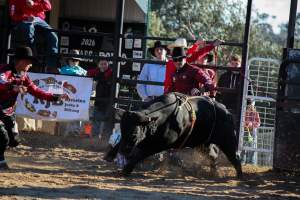 Bucking Bulls Australia Event - Bucking Bulls Australia event, run by Yass Rodeo. Activities such as Bull Riding and Trick Horse Riding occurred during this event. - Captured at Yass Show Society - Rodeo Arena, Yass NSW Australia.