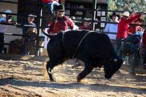 Bucking Bulls Australia Event - Bucking Bulls Australia event, run by Yass Rodeo. Activities such as Bull Riding and Trick Horse Riding occurred during this event. - Captured at Yass Show Society - Rodeo Arena, Yass NSW Australia.