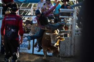 Bucking Bulls Australia Event - Bucking Bulls Australia event, run by Yass Rodeo. Activities such as Bull Riding and Trick Horse Riding occurred during this event. - Captured at Yass Show Society - Rodeo Arena, Yass NSW Australia.
