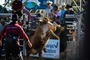 Bucking Bulls Australia Event - Bucking Bulls Australia event, run by Yass Rodeo. Activities such as Bull Riding and Trick Horse Riding occurred during this event. - Captured at Yass Show Society - Rodeo Arena, Yass NSW Australia.