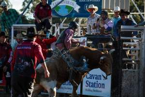 Bucking Bulls Australia Event - Bucking Bulls Australia event, run by Yass Rodeo. Activities such as Bull Riding and Trick Horse Riding occurred during this event. - Captured at Yass Show Society - Rodeo Arena, Yass NSW Australia.