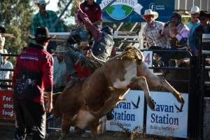 Bucking Bulls Australia Event - Bucking Bulls Australia event, run by Yass Rodeo. Activities such as Bull Riding and Trick Horse Riding occurred during this event. - Captured at Yass Show Society - Rodeo Arena, Yass NSW Australia.