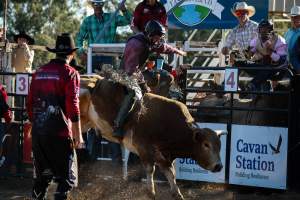 Bucking Bulls Australia Event - Bucking Bulls Australia event, run by Yass Rodeo. Activities such as Bull Riding and Trick Horse Riding occurred during this event. - Captured at Yass Show Society - Rodeo Arena, Yass NSW Australia.